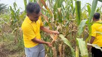 IMG-20260523-WA0002 Kapolsek Tanah Putih Tanjung Melawan Iptu Kodam Firman Sidabutar MH saat melakukan pengecekkan pertumbuhan jagung pipil sebagai bentuk dukungan dalam pelaksanaan program ketahanan pangan, Jumat (22/5)